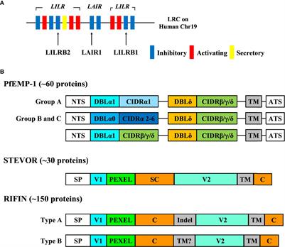 Mechanisms for Host Immune Evasion Mediated by Plasmodium falciparum-Infected Erythrocyte Surface Antigens